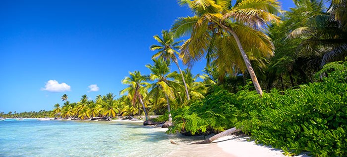 Caribbean sand beaches with palm tree, Dominican Republic 