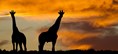 Idyllic African giraffe sunset