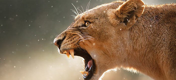 Lioness displays dangerous teeth during light rainstorm
