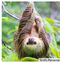 Sloth Panama
