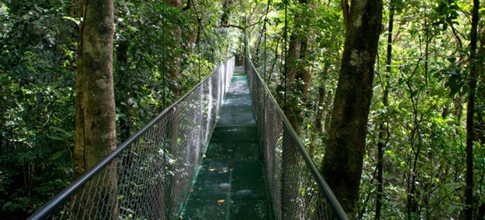 Jungle Walkway